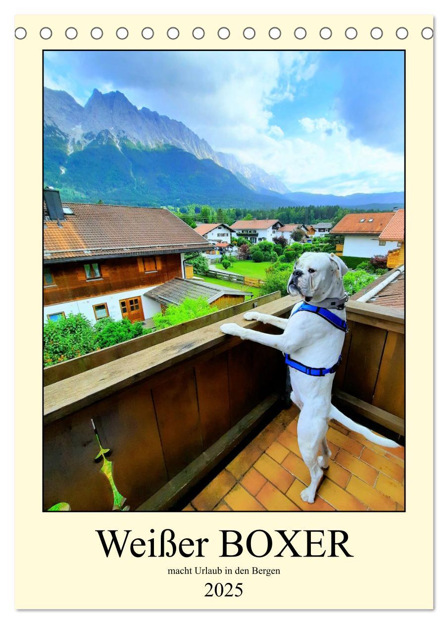 Cover: 9783435906840 | Weißer BOXER im Urlaub (Tischkalender 2025 DIN A5 hoch), CALVENDO...