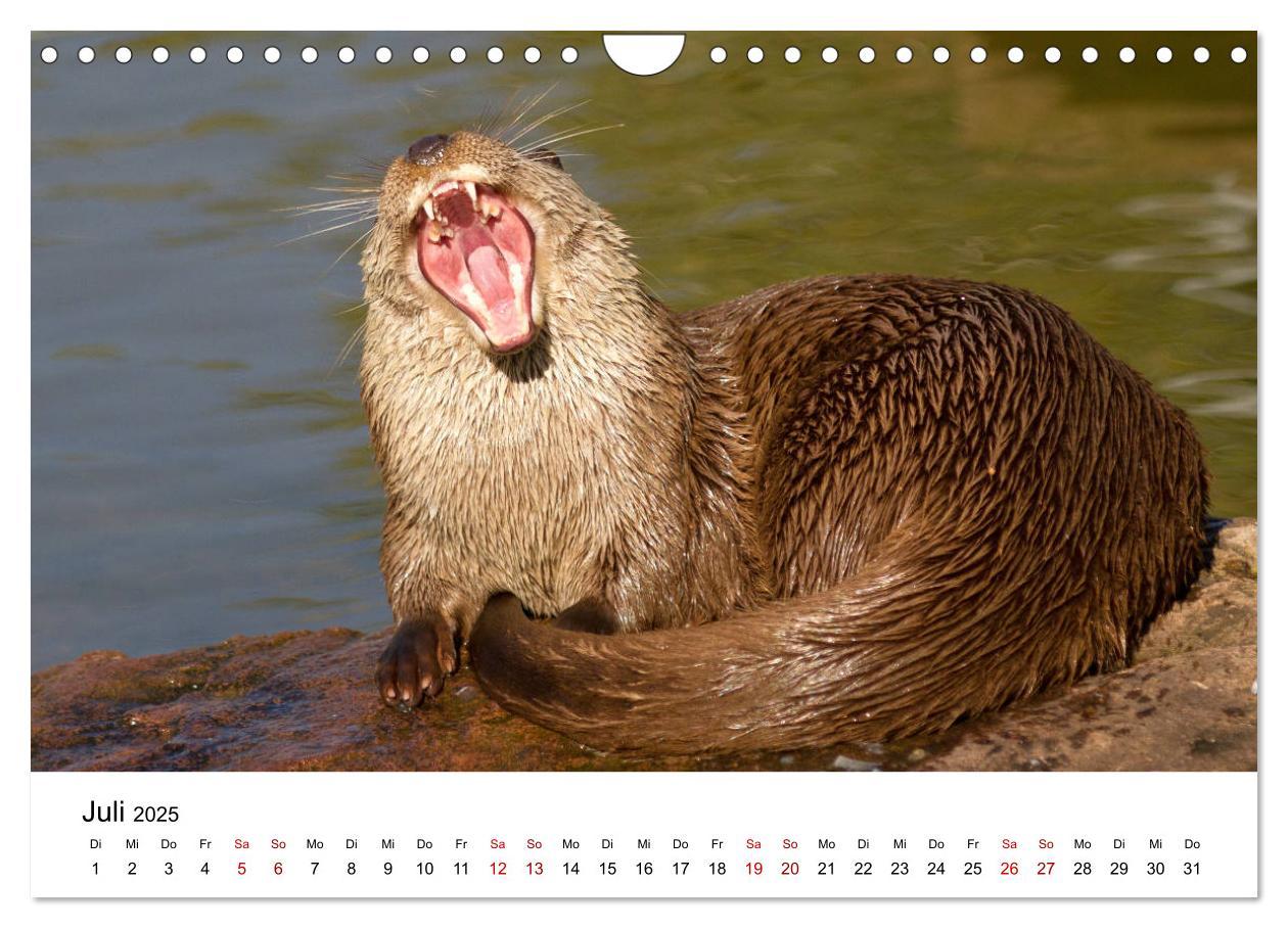 Bild: 9783435380053 | Otter - Jäger an Flüssen und Seen (Wandkalender 2025 DIN A4 quer),...