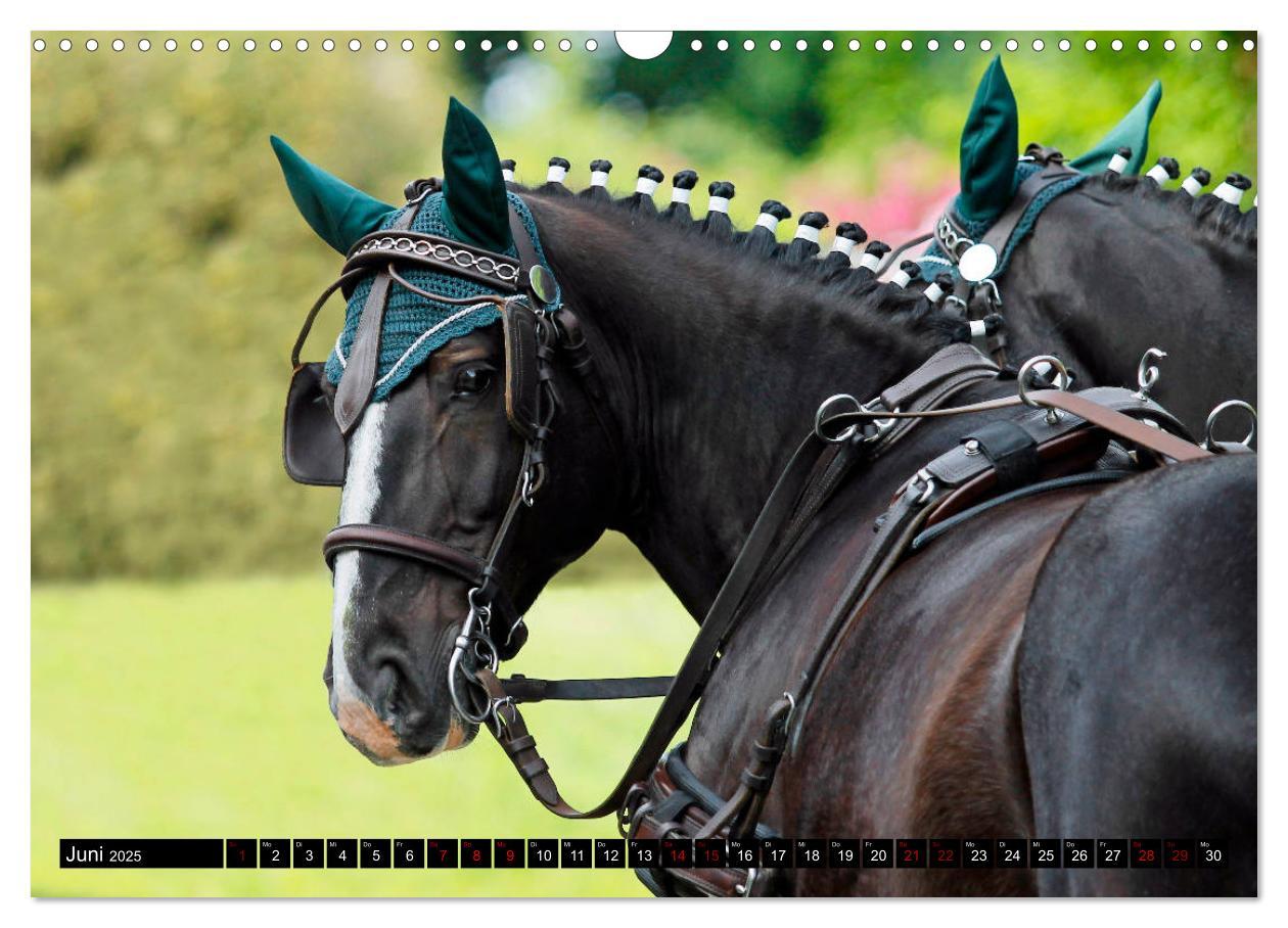 Bild: 9783435395187 | Schwere Warmblüter 2025 (Wandkalender 2025 DIN A3 quer), CALVENDO...