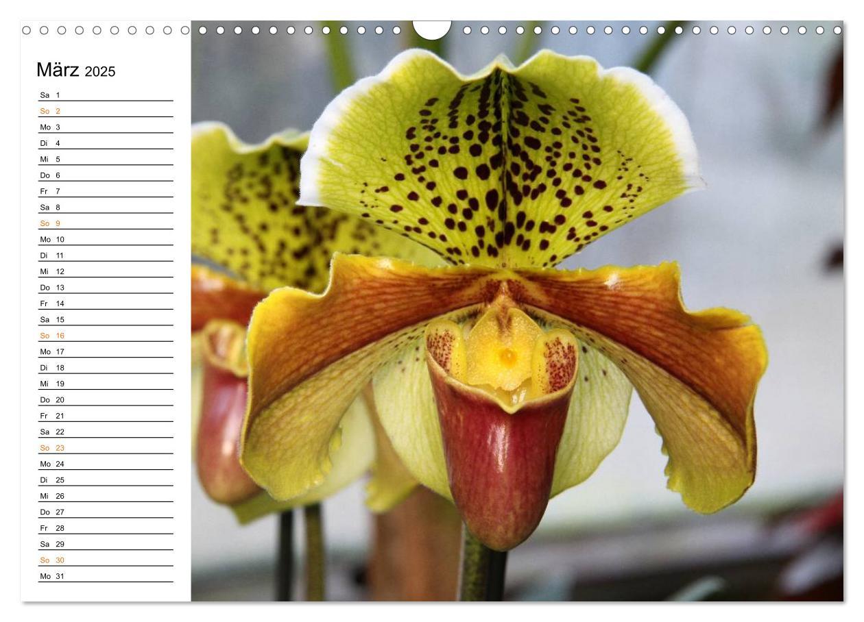 Bild: 9783435532780 | Prachtvolle Orchideen (Wandkalender 2025 DIN A3 quer), CALVENDO...