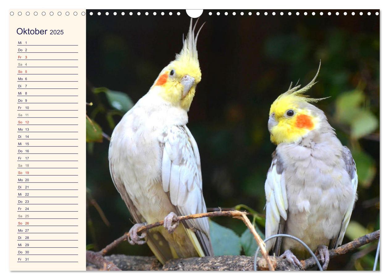 Bild: 9783435026425 | Bezaubernde Schreihälse. Wellen- und Nymphensittiche (Wandkalender...