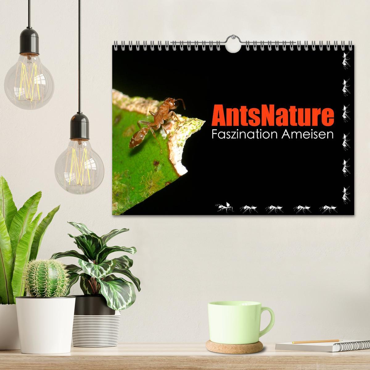 Bild: 9783435664153 | AntsNature - Faszination Ameisen (Wandkalender 2025 DIN A4 quer),...