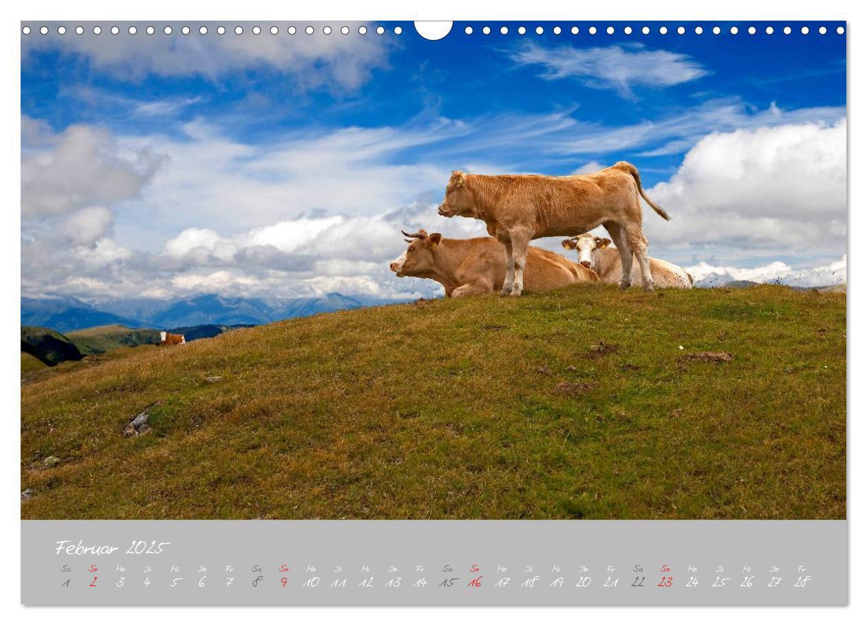 Bild: 9783435536078 | Friedliche Kühe (Wandkalender 2025 DIN A3 quer), CALVENDO...