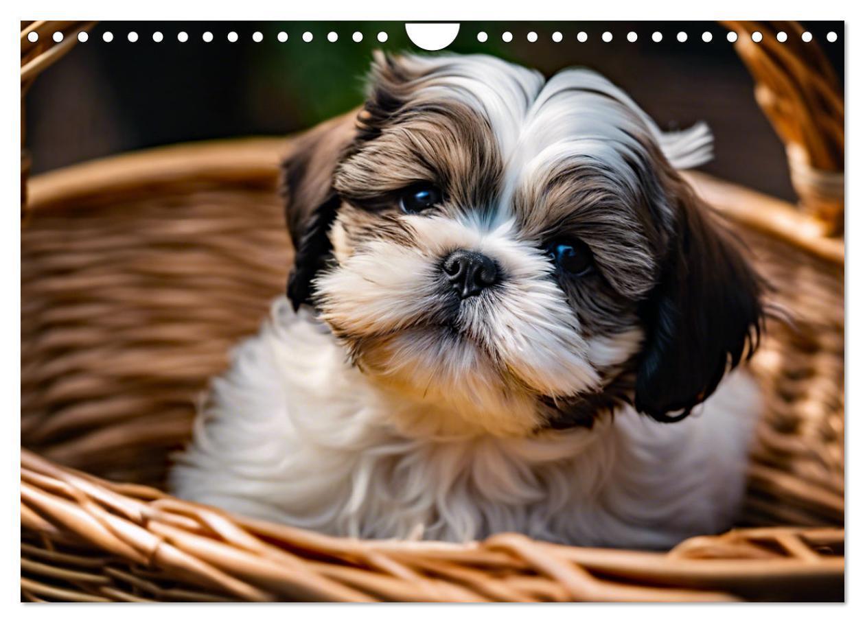 Bild: 9783435639564 | Shih Tzu - der wuschelige Hund aus Tibet (Wandkalender 2025 DIN A4...