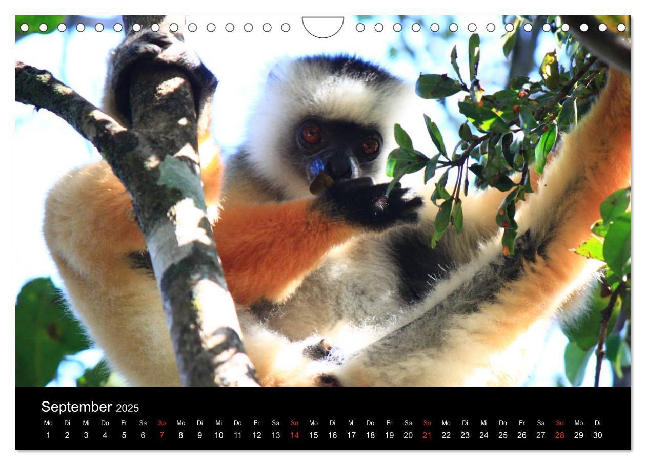 Bild: 9783435484003 | Abenteuer Madagaskar (Wandkalender 2025 DIN A4 quer), CALVENDO...