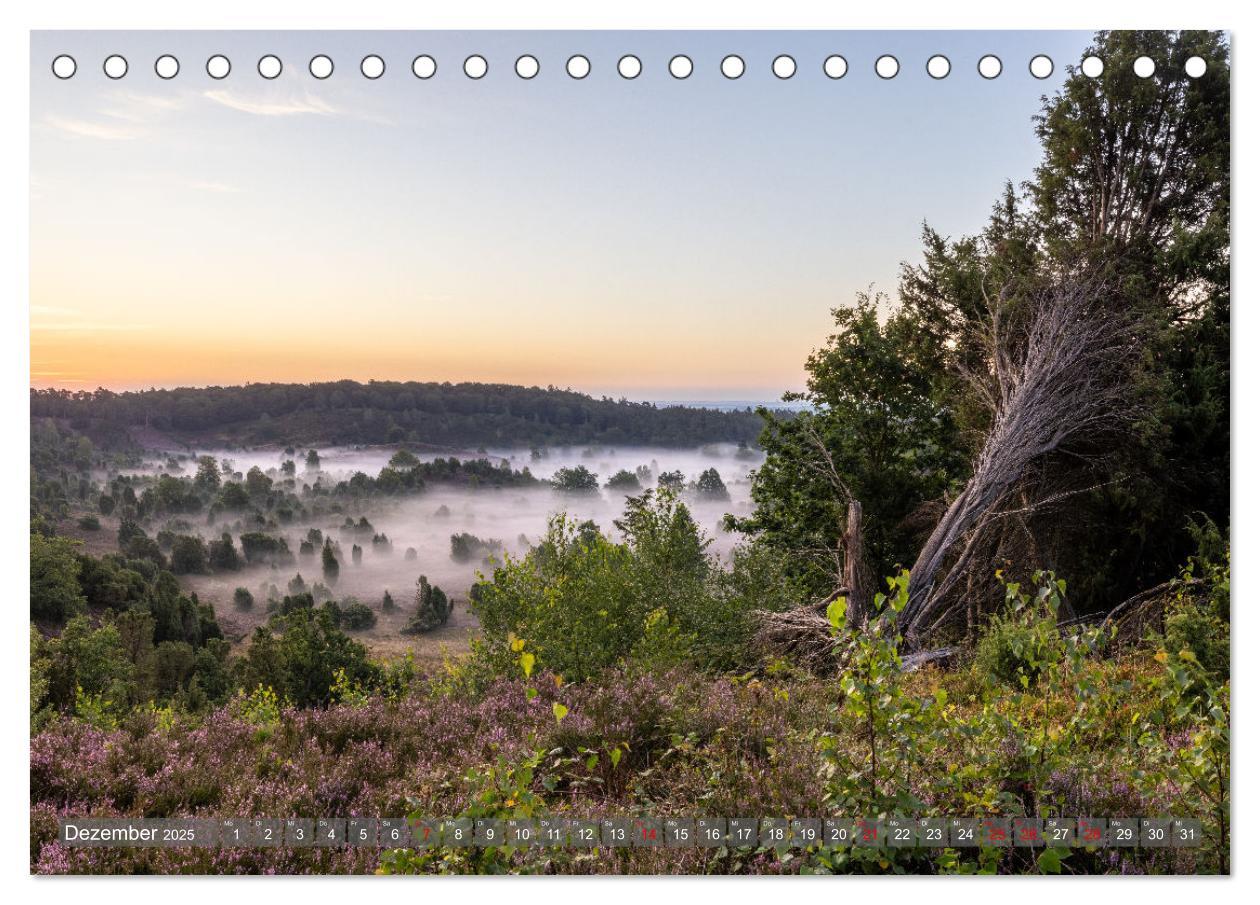 Bild: 9783383853005 | Die Lüneburger Heide - In voller Blüte (Tischkalender 2025 DIN A5...