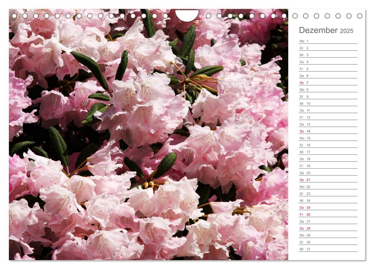 Bild: 9783435492091 | Rhododendron Schönheiten im Garten (Wandkalender 2025 DIN A4 quer),...