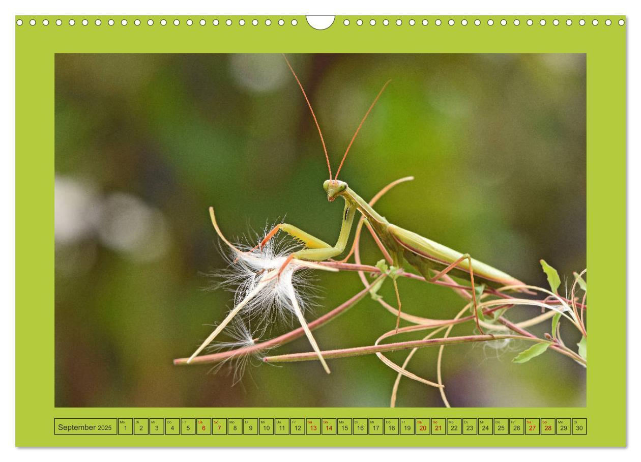 Bild: 9783435150380 | Die Gottesanbeterin Mantis Religiosa (Wandkalender 2025 DIN A3...