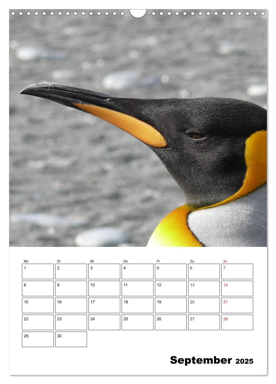 Bild: 9783457035238 | Pinguine. Familienglück im Eis (Wandkalender 2025 DIN A3 hoch),...