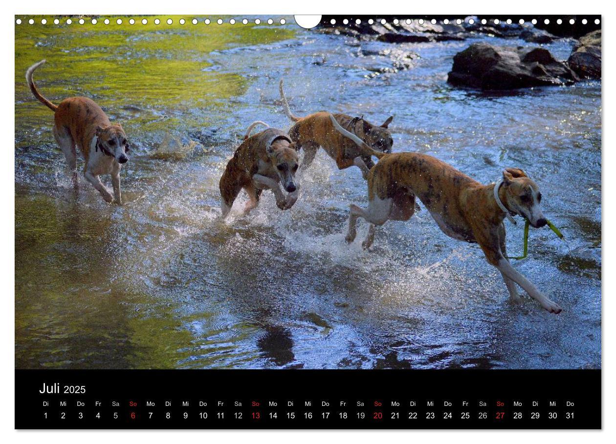 Bild: 9783435650798 | Whippet 2025 (Wandkalender 2025 DIN A3 quer), CALVENDO Monatskalender