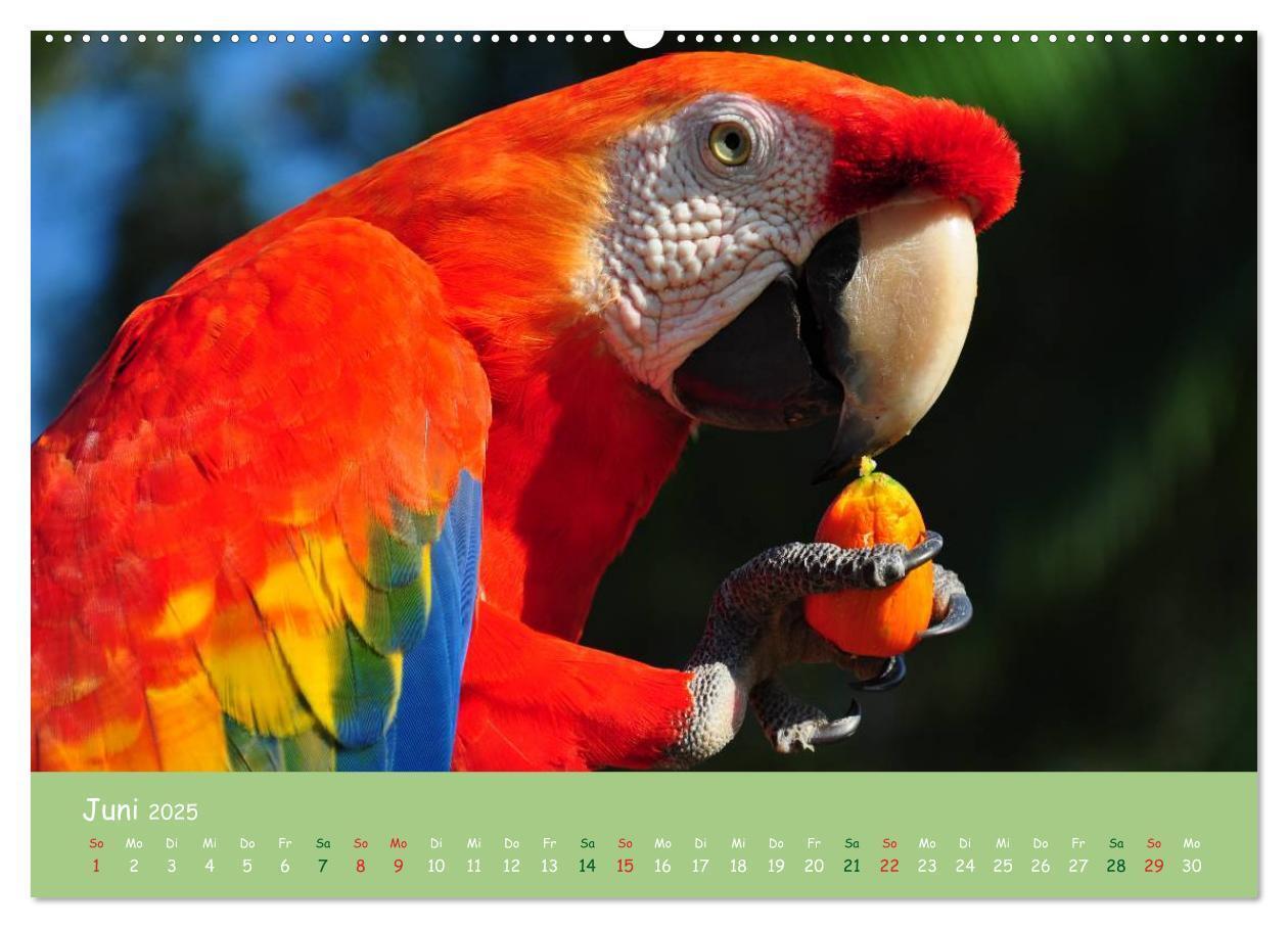 Bild: 9783435656417 | Am Amazonas (hochwertiger Premium Wandkalender 2025 DIN A2 quer),...