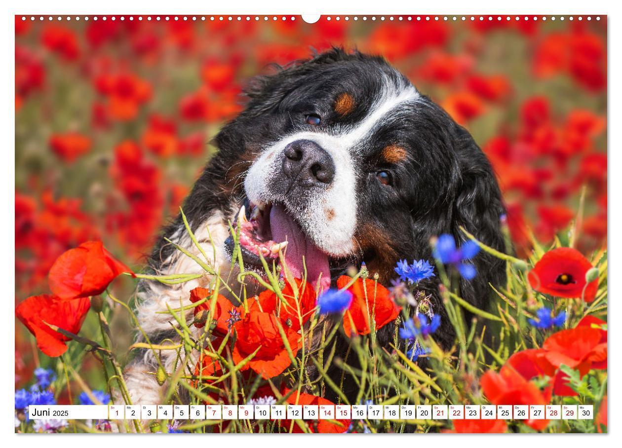 Bild: 9783383924613 | Berner Sennenhund - Eine Liebe für´s Leben (Wandkalender 2025 DIN...