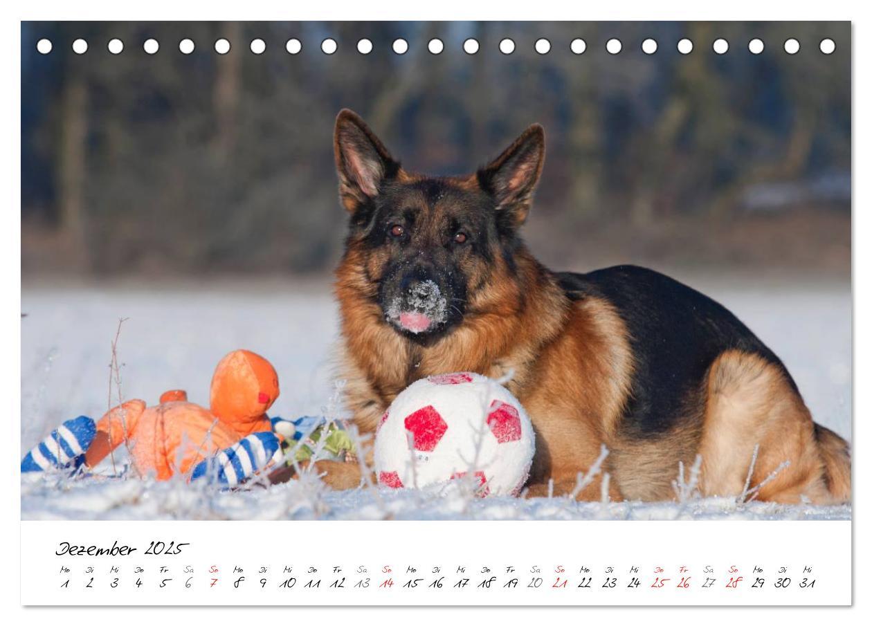 Bild: 9783435686360 | Deutsche Schäferhunde - Traumhunde (Tischkalender 2025 DIN A5...