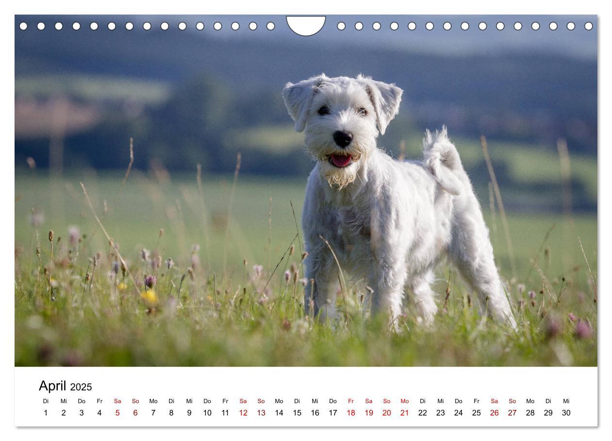 Bild: 9783435424887 | Schnauzer... von Zwergen und Riesen 2025 (Wandkalender 2025 DIN A4...