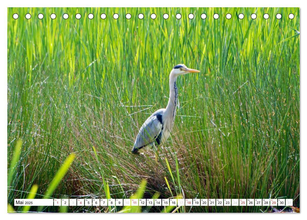 Bild: 9783435778324 | Heimische Vögel (Tischkalender 2025 DIN A5 quer), CALVENDO...