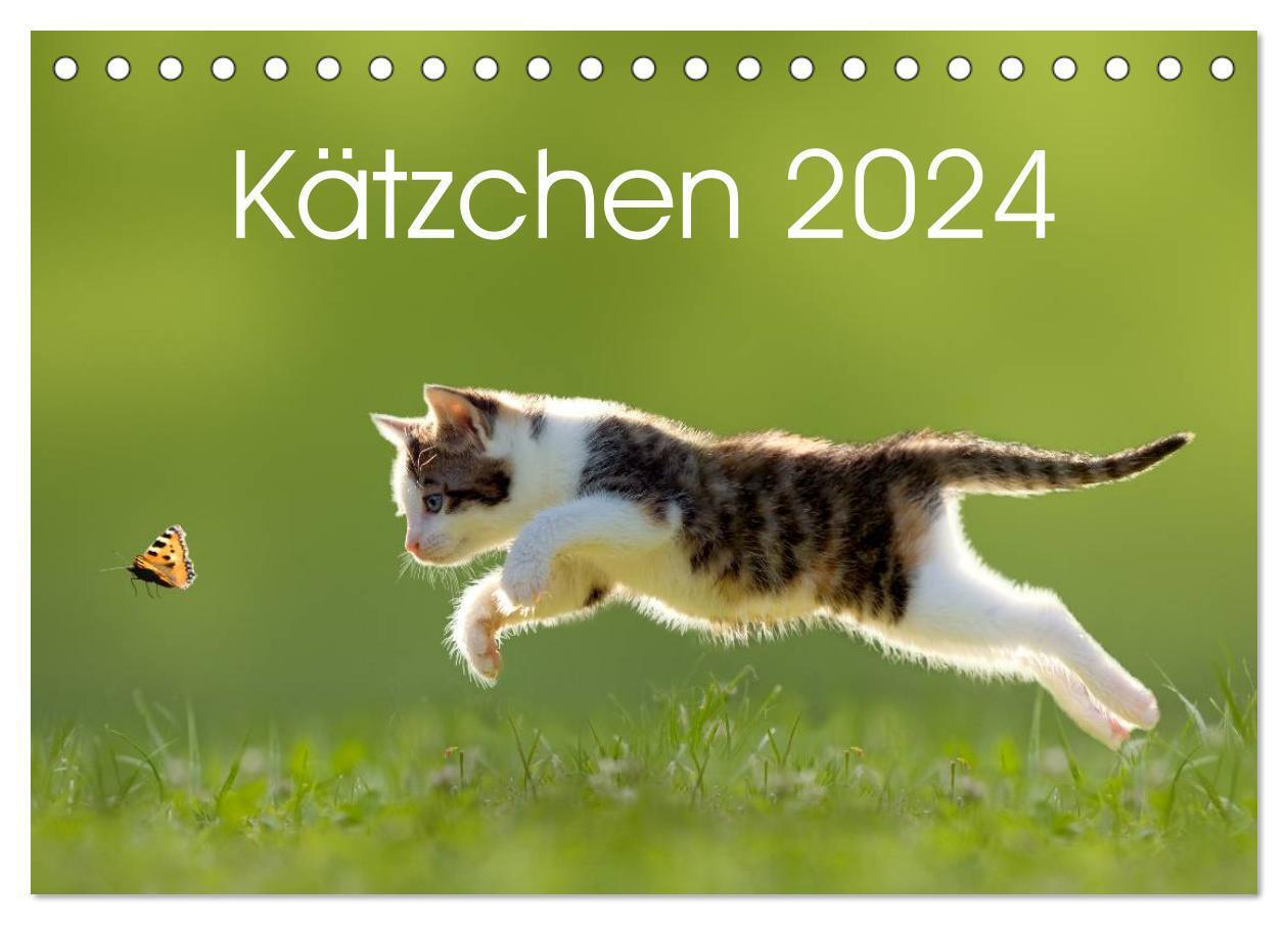 Cover: 9783675585232 | Kätzchen 2024 (Tischkalender 2024 DIN A5 quer), CALVENDO...