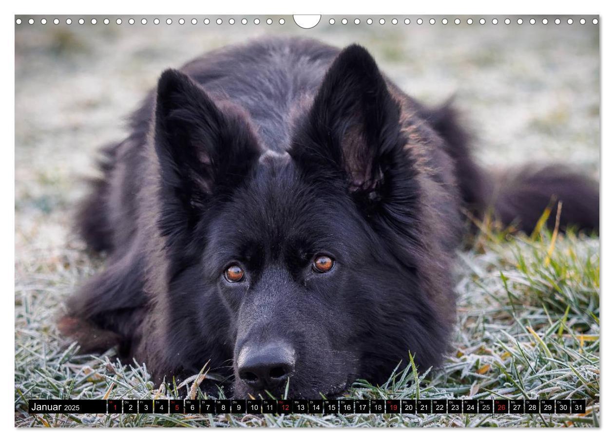 Bild: 9783435572908 | Schwarz ist schön! Der lackschwarze altdeutsche Schäferhund...