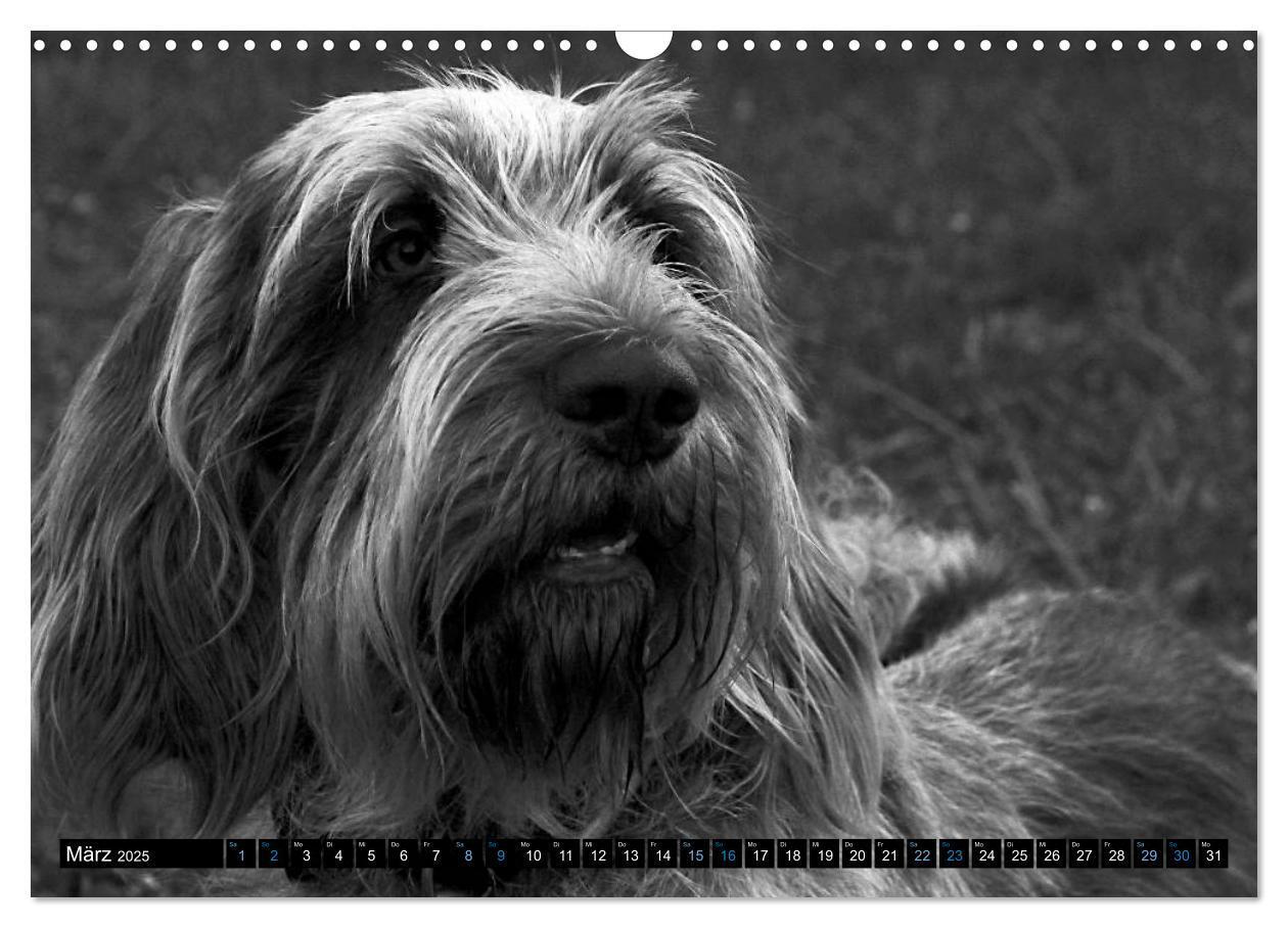 Bild: 9783435629510 | Carissimo Spinone Italiano (Wandkalender 2025 DIN A3 quer),...