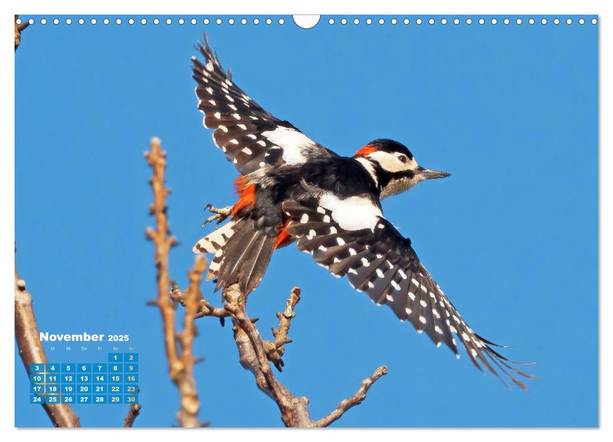 Bild: 9783383874031 | Amsel, Fink und Star: Heimische Vögel (Wandkalender 2025 DIN A3...