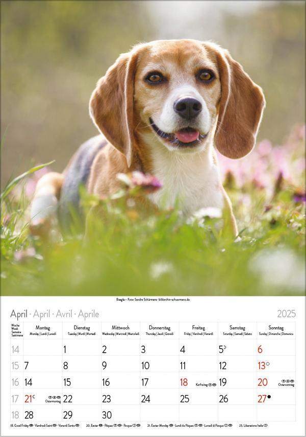 Bild: 9783731876175 | Hunde 2025 | Wandkalender mit Fotos von Hunden. Format 23,5 x 33,5 cm.