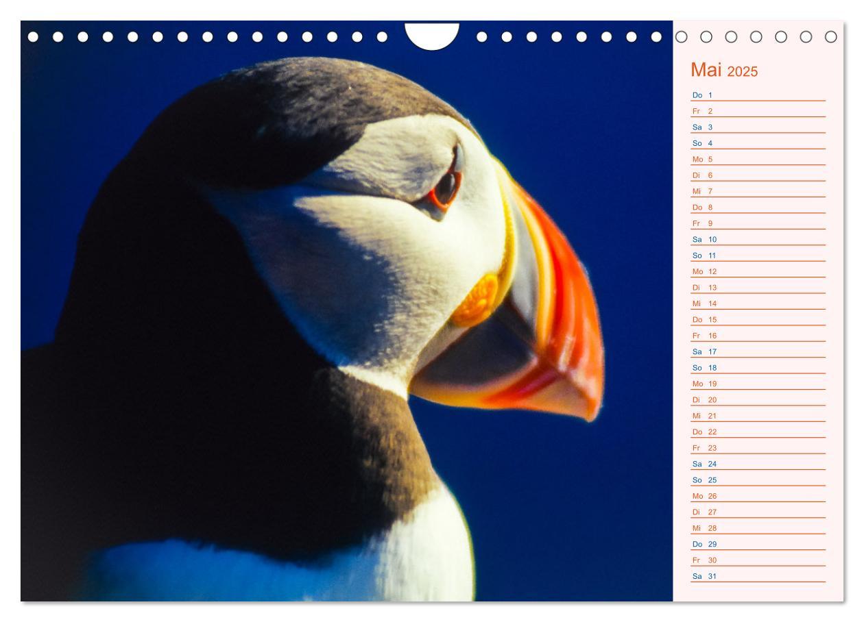 Bild: 9783435064489 | Papageitaucher auf Island (Wandkalender 2025 DIN A4 quer), CALVENDO...