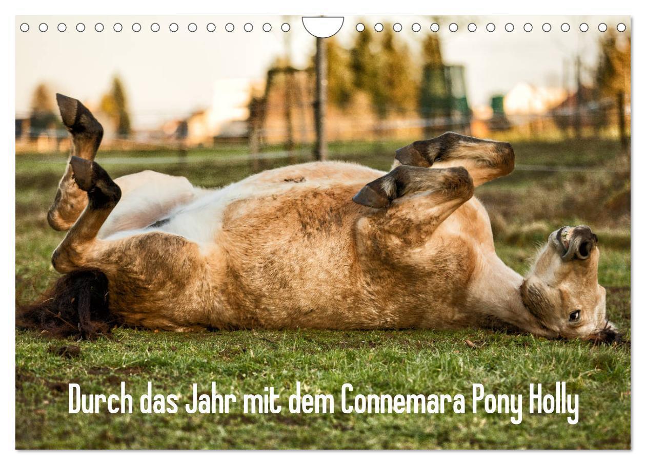Cover: 9783675834927 | Durch das Jahr mit dem Connemara Pony Holly (Wandkalender 2024 DIN...