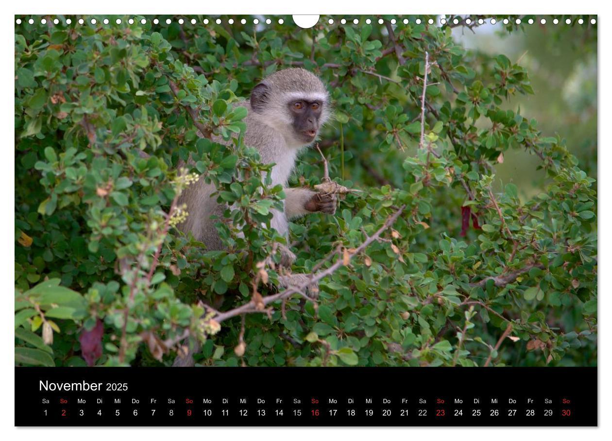 Bild: 9783435768967 | Krüger Nationalpark - Kalender 2025 (Wandkalender 2025 DIN A3...