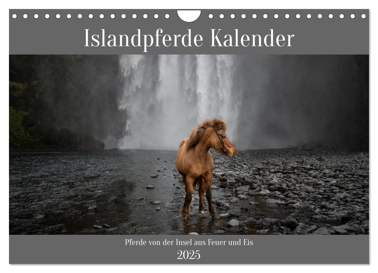 Cover: 9783383763588 | Islandpferde Kalender - Pferde von der Insel aus Feuer und Eis...