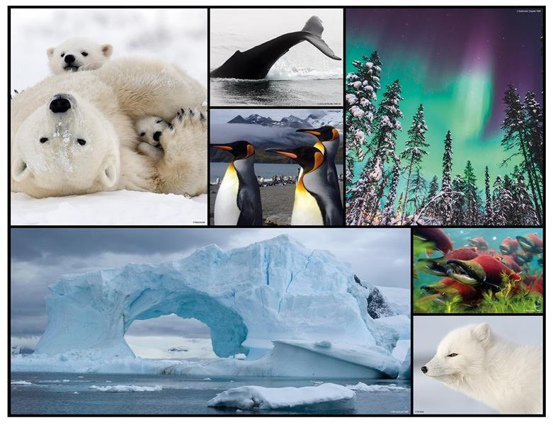 Bild: 4897049304826 | Ambassador - Bodenpuzzle Polar 48 Teile | WWF-Collection | Ambassador