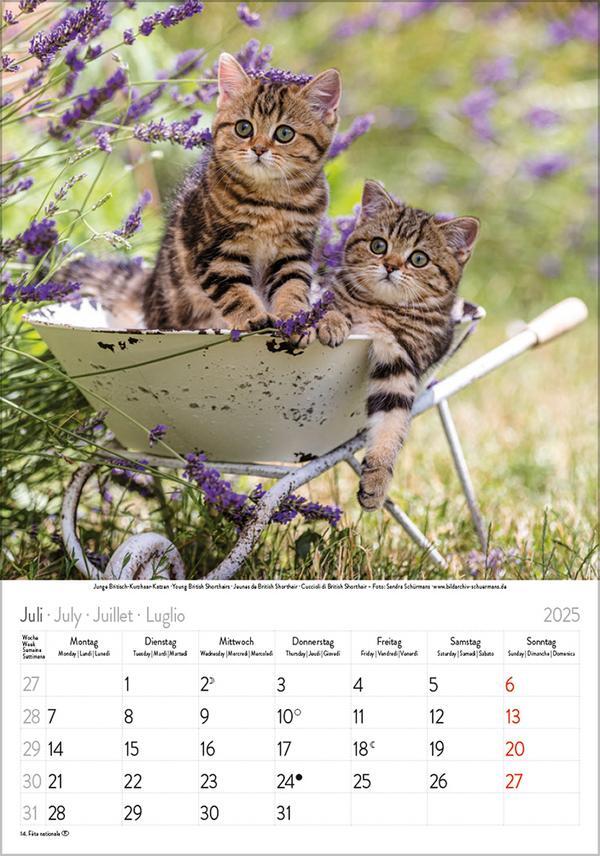 Bild: 9783731876168 | Katzen 2025 | Verlag Korsch | Kalender | Spiralbindung | 13 S. | 2025