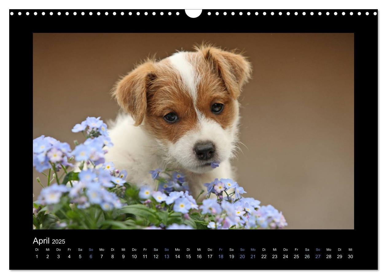 Bild: 9783435641055 | Allerlei Hundekinder (Wandkalender 2025 DIN A3 quer), CALVENDO...