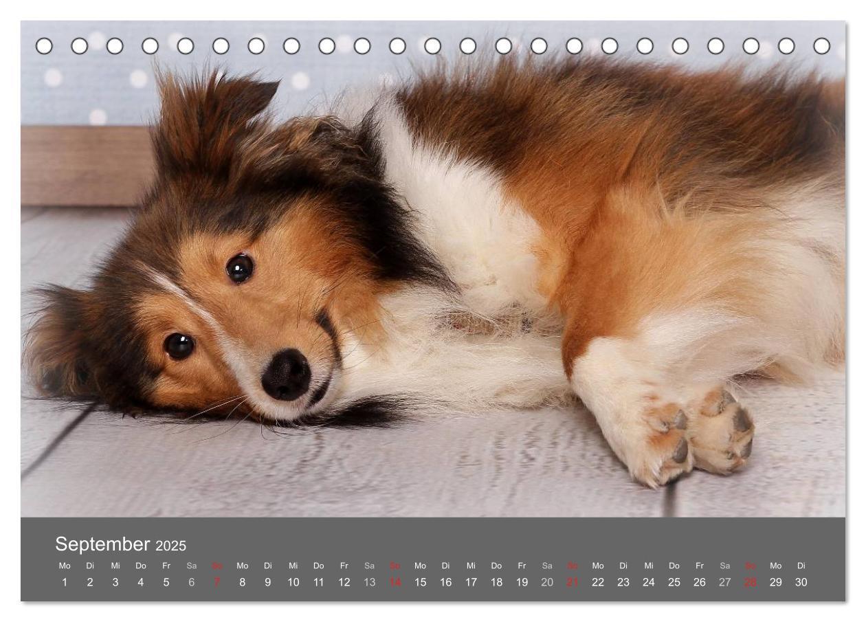 Bild: 9783435709786 | Shelties : Charmeure auf 4 Pfoten (Tischkalender 2025 DIN A5 quer),...