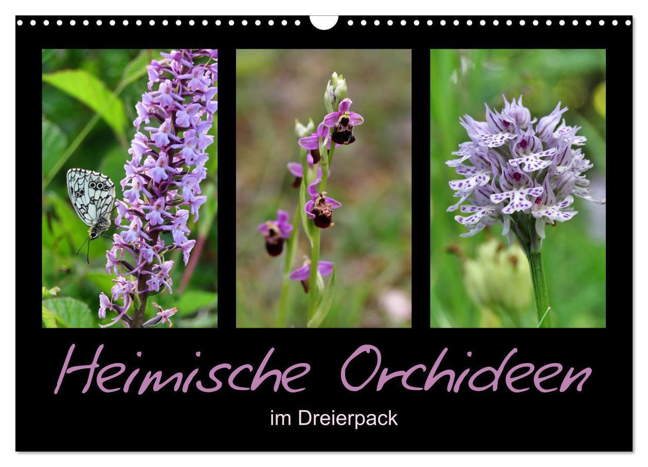 Cover: 9783675844575 | Heimische Orchideen im Dreierpack (Wandkalender 2024 DIN A3 quer),...