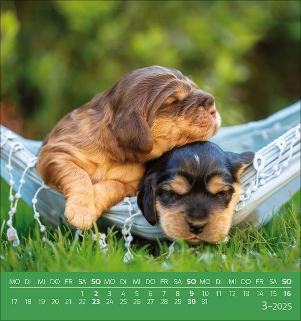 Bild: 9783731876717 | Hunde 2025 | aufstellbarer Postkartenkalender | Verlag Korsch | 13 S.