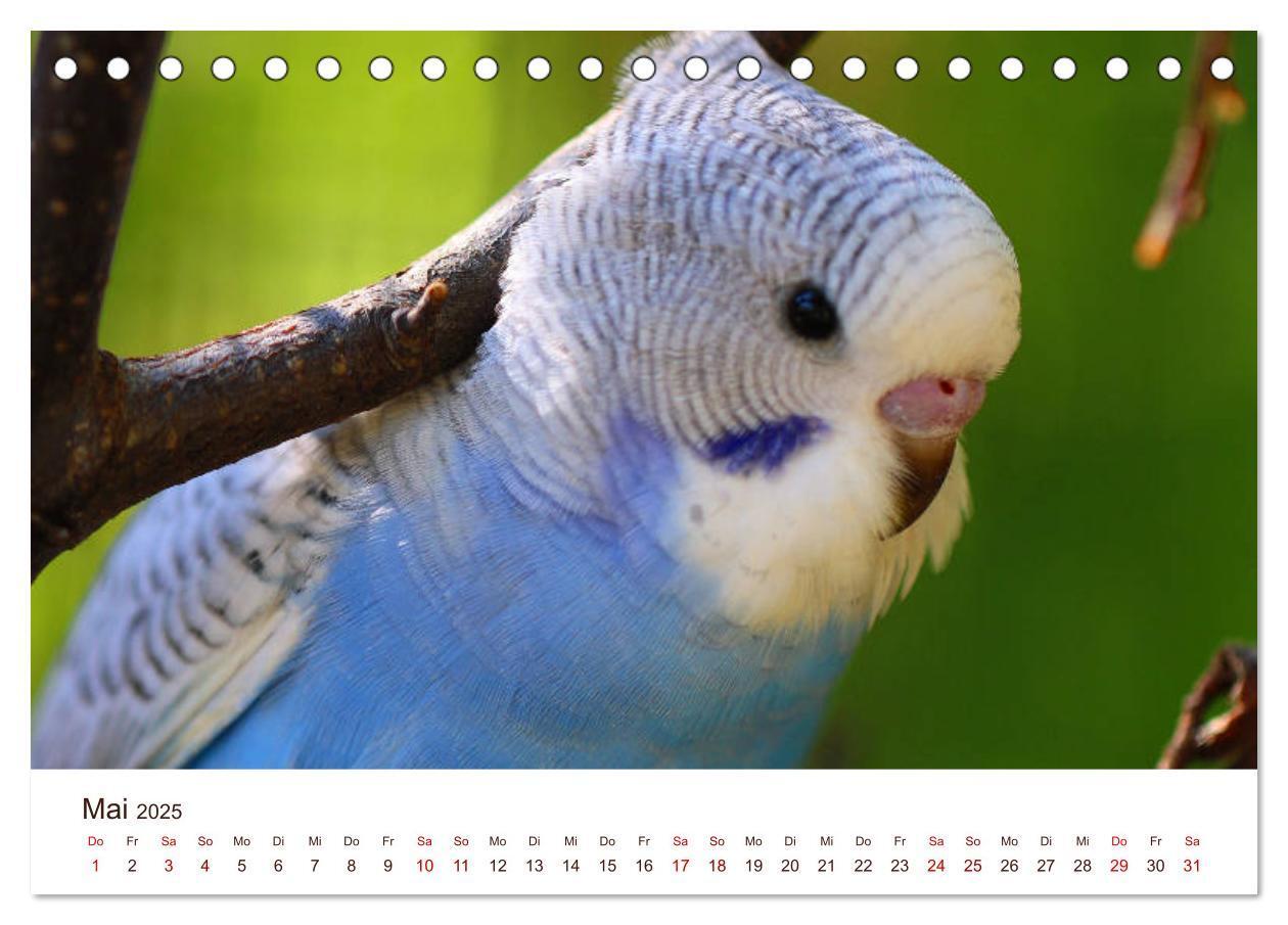 Bild: 9783435376094 | Wellensittiche - der NEUE Kalender (Tischkalender 2025 DIN A5...