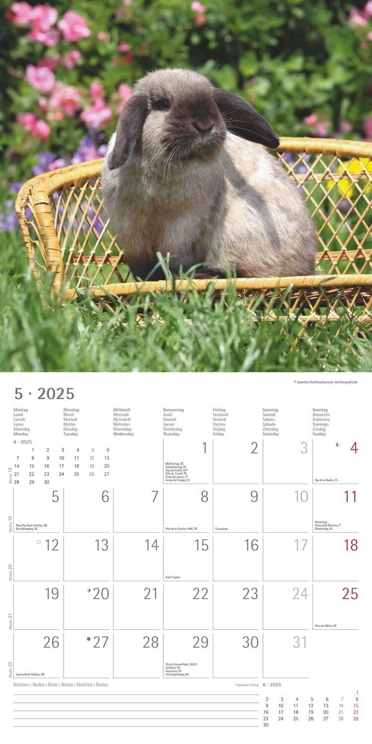 Bild: 4251732340766 | Kaninchen 2025 - Broschürenkalender 30x30 cm (30x60 geöffnet) -...