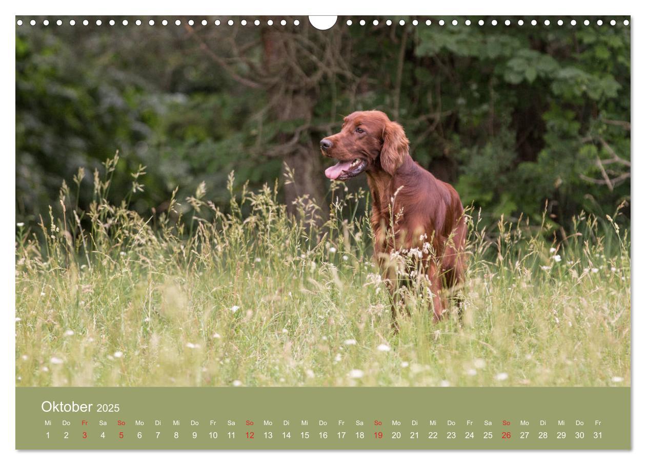 Bild: 9783435191727 | Setter - Geliebter Freund und Jagdkamerad (Wandkalender 2025 DIN A3...