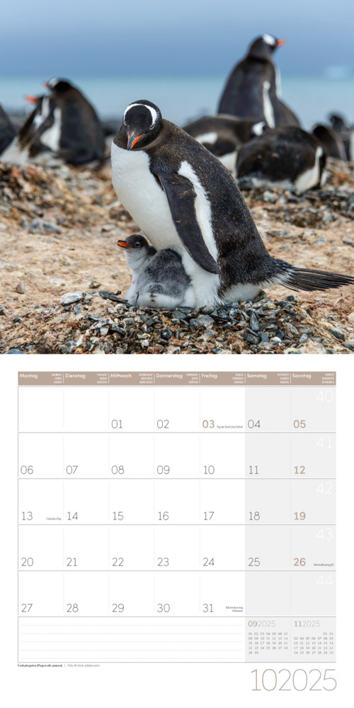 Bild: 9783838445250 | Pinguine Kalender 2025 - 30x30 | Ackermann Kunstverlag | Kalender