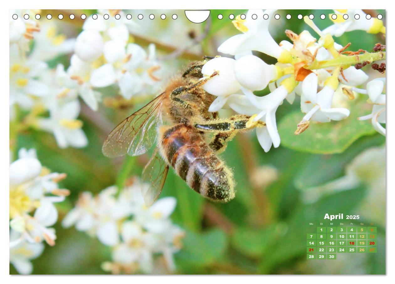 Bild: 9783435125142 | Ein Leben für den Honig - Bienen und Imker (Wandkalender 2025 DIN...