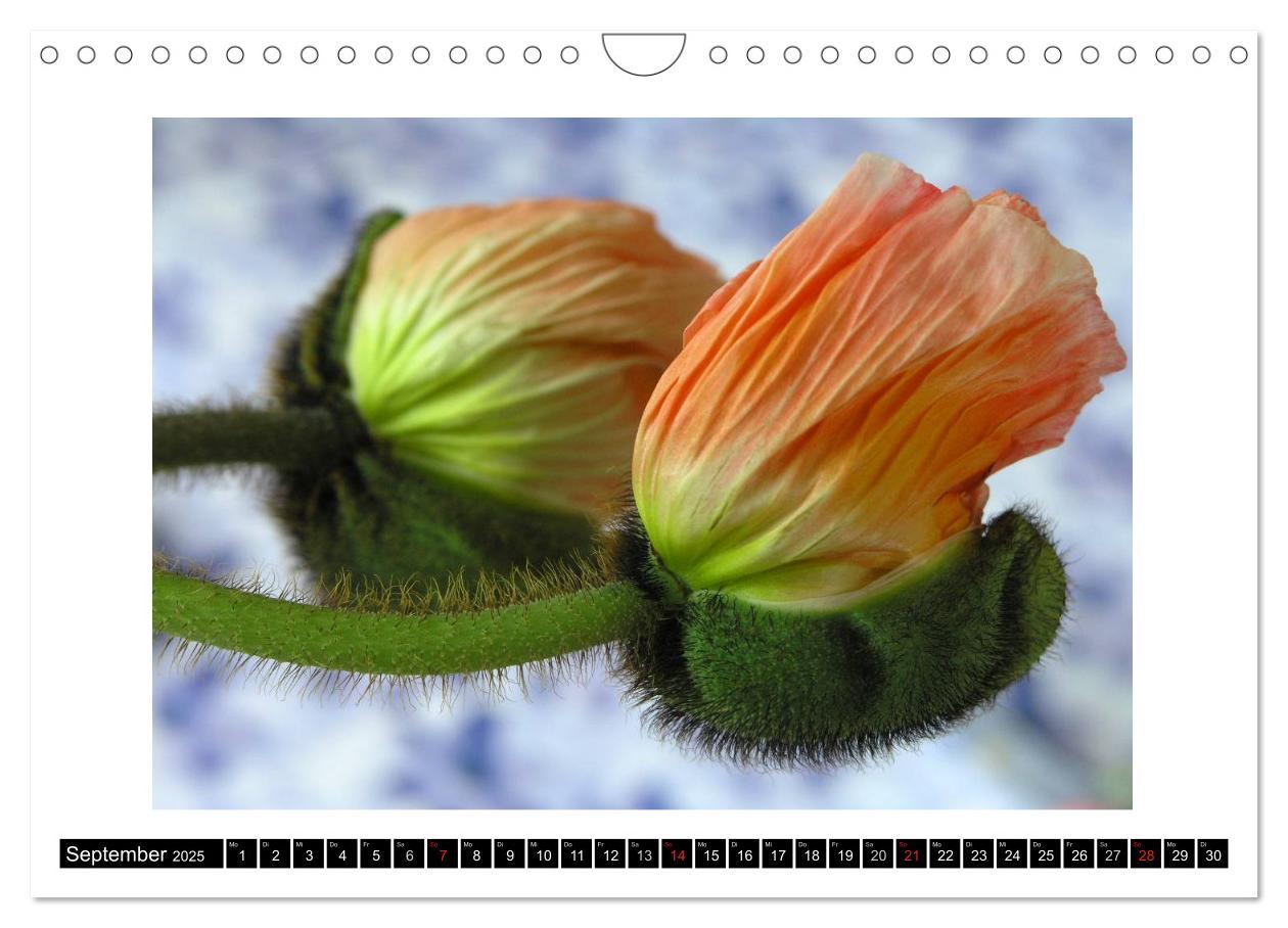 Bild: 9783435617517 | Mohn im Porträt (Wandkalender 2025 DIN A4 quer), CALVENDO...