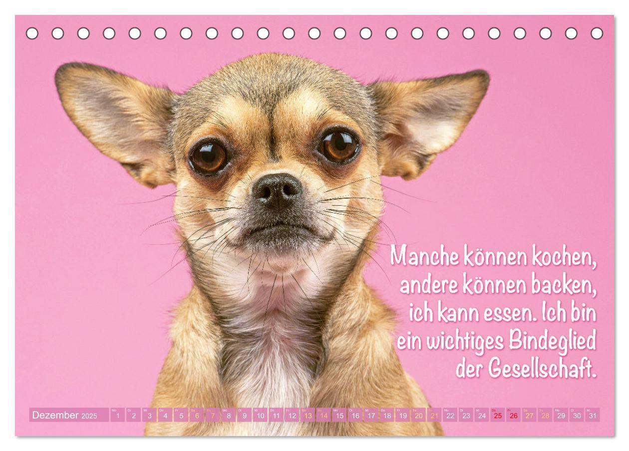 Bild: 9783457199879 | Chihuahua: Kleine Hunde, aber oho (Tischkalender 2025 DIN A5 quer),...