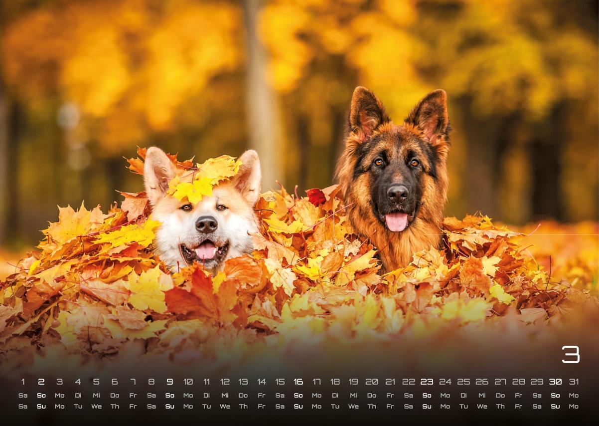 Bild: 9783986733919 | Wuff - Unsere Vierbeiner - Der Hundekalender- 2025 - Kalender DIN A3