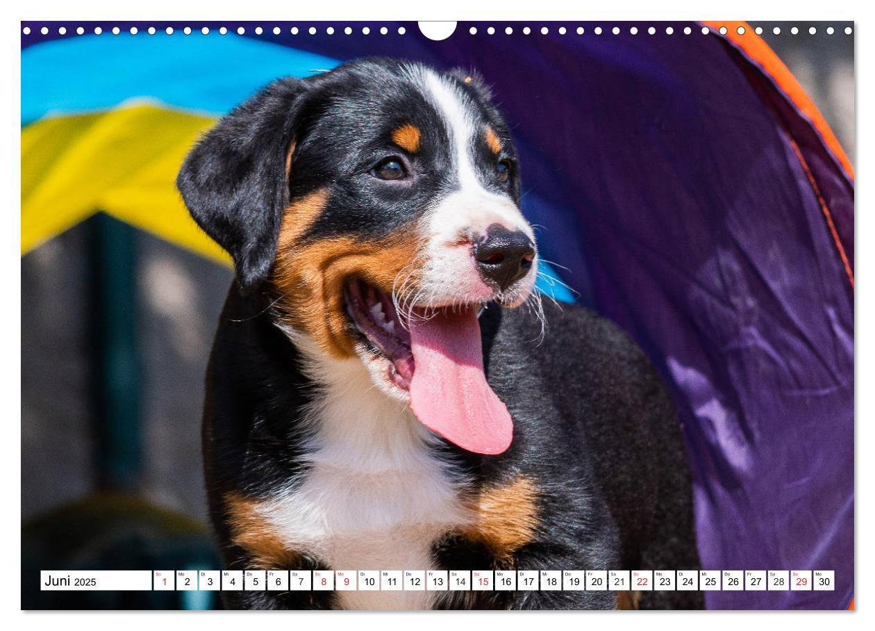 Bild: 9783435112630 | Appenzeller Sennenhund - Ein Schweizer auf 4 Pfoten (Wandkalender...