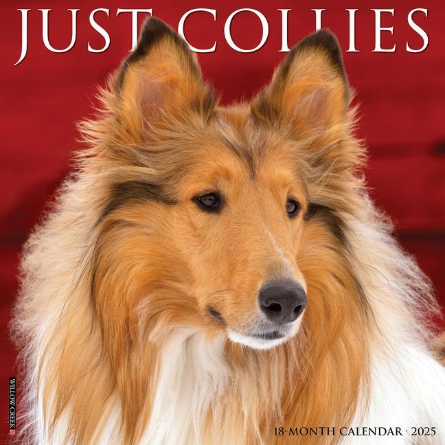 Cover: 9781549242519 | Just Collies 2025 12 X 12 Wall Calendar | Willow Creek Press | 2025