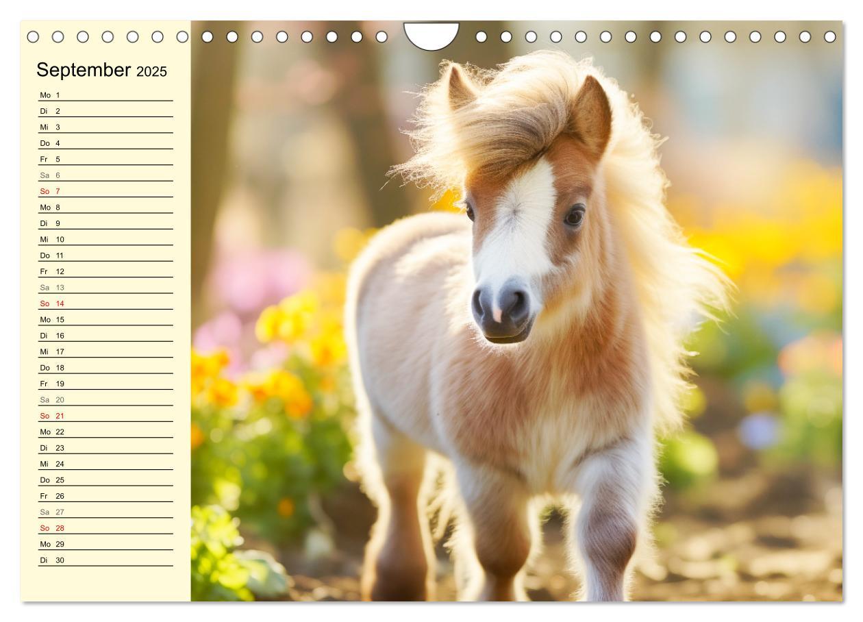 Bild: 9783435011605 | Kleine Pferde. Mini-Ponys zum verlieben (Wandkalender 2025 DIN A4...