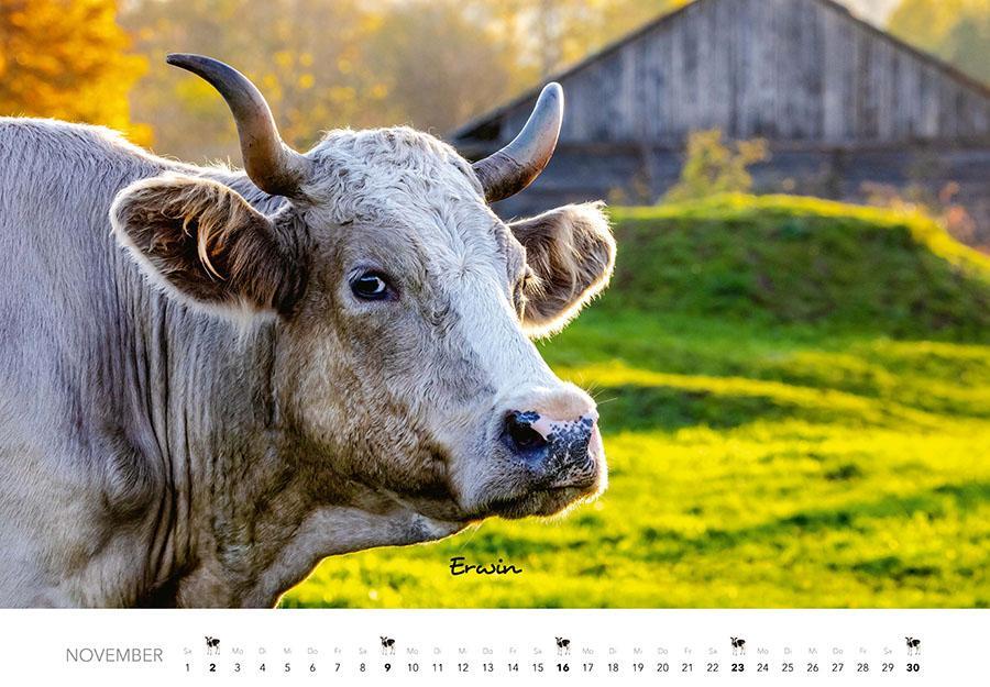 Bild: 9783966648226 | Kühe Kalender 2025 | Der Tierkalender mit den charmanten Namen | 14 S.