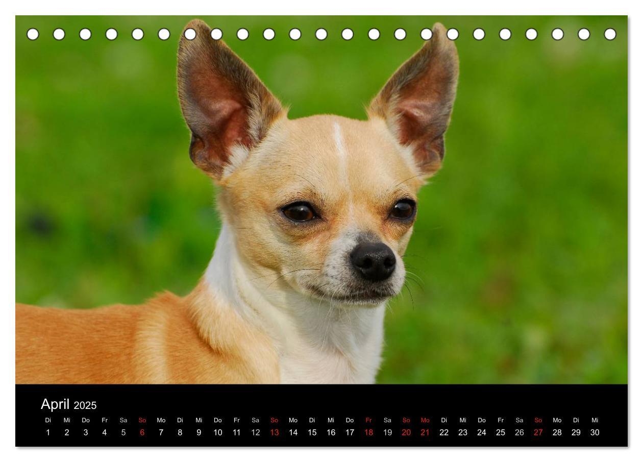 Bild: 9783435766000 | Chihuahua - Kleine Hunde ganz groß (Tischkalender 2025 DIN A5...