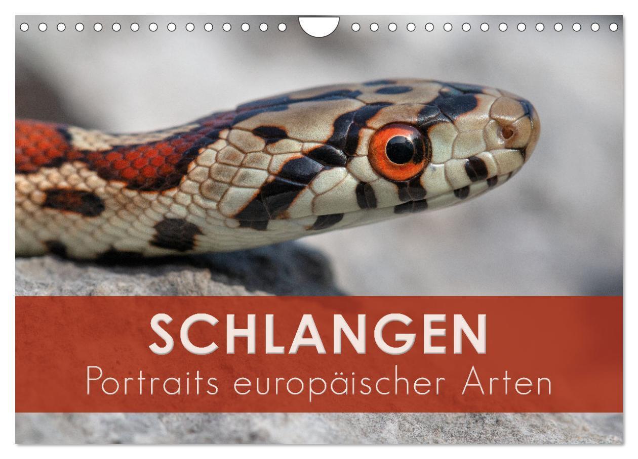 Cover: 9783383328596 | Schlangen - Portraits europäischer Arten (Wandkalender 2024 DIN A4...