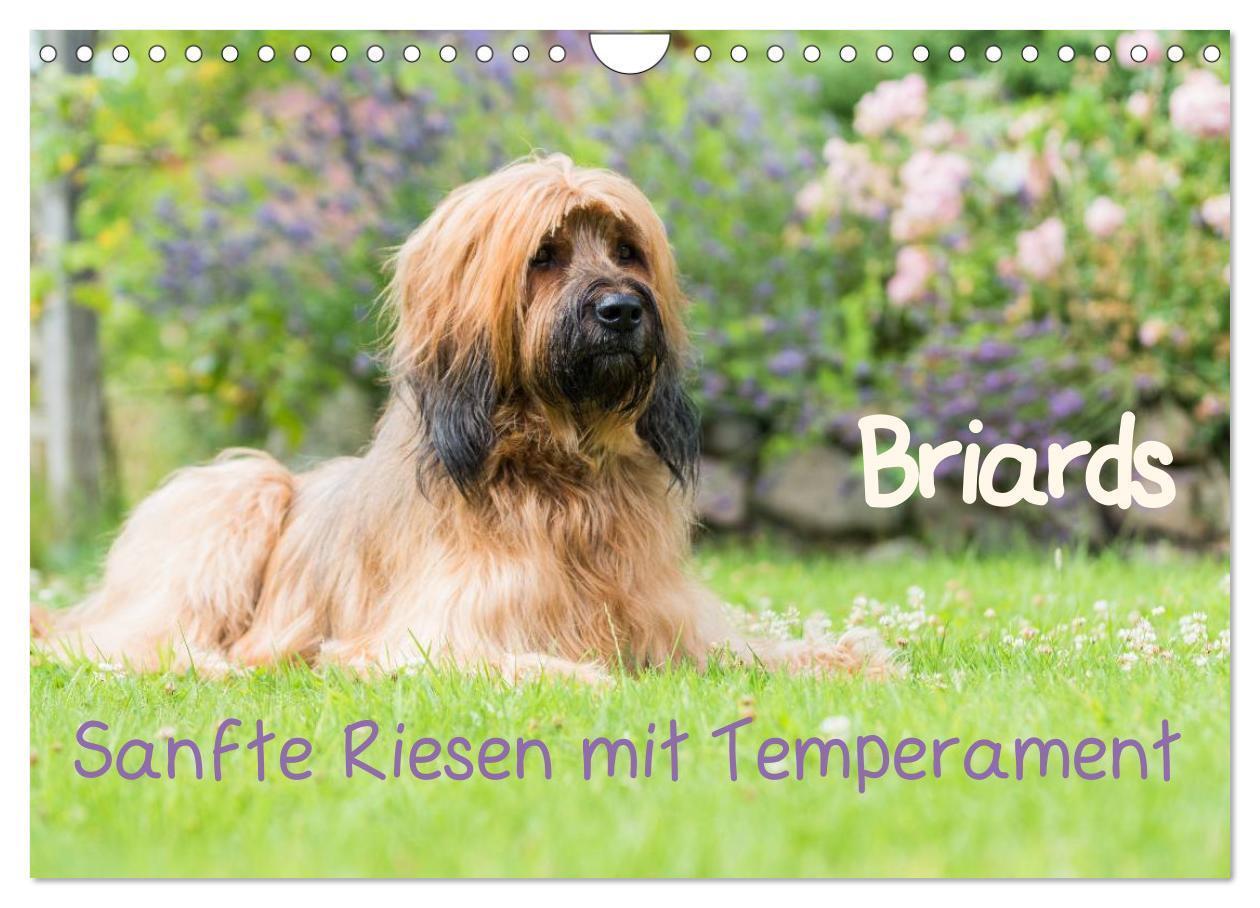 Cover: 9783435627189 | Briards - sanfte Riesen mit Temperament (Wandkalender 2025 DIN A4...