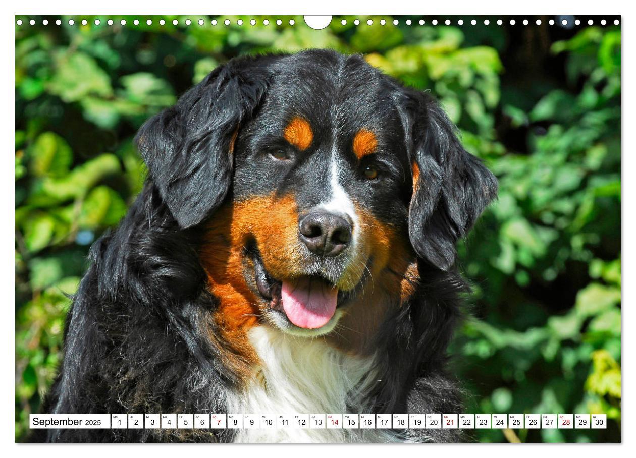 Bild: 9783435380800 | Faszinierende Schönheit Berner Sennenhund (Wandkalender 2025 DIN A3...